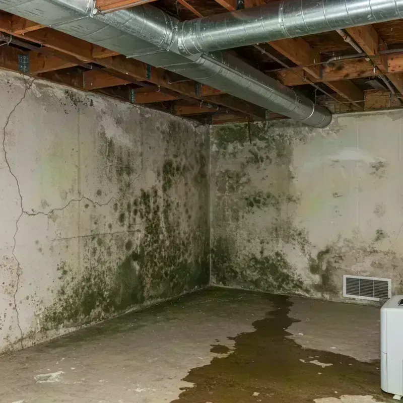 Professional Mold Removal in Pilot Rock, OR